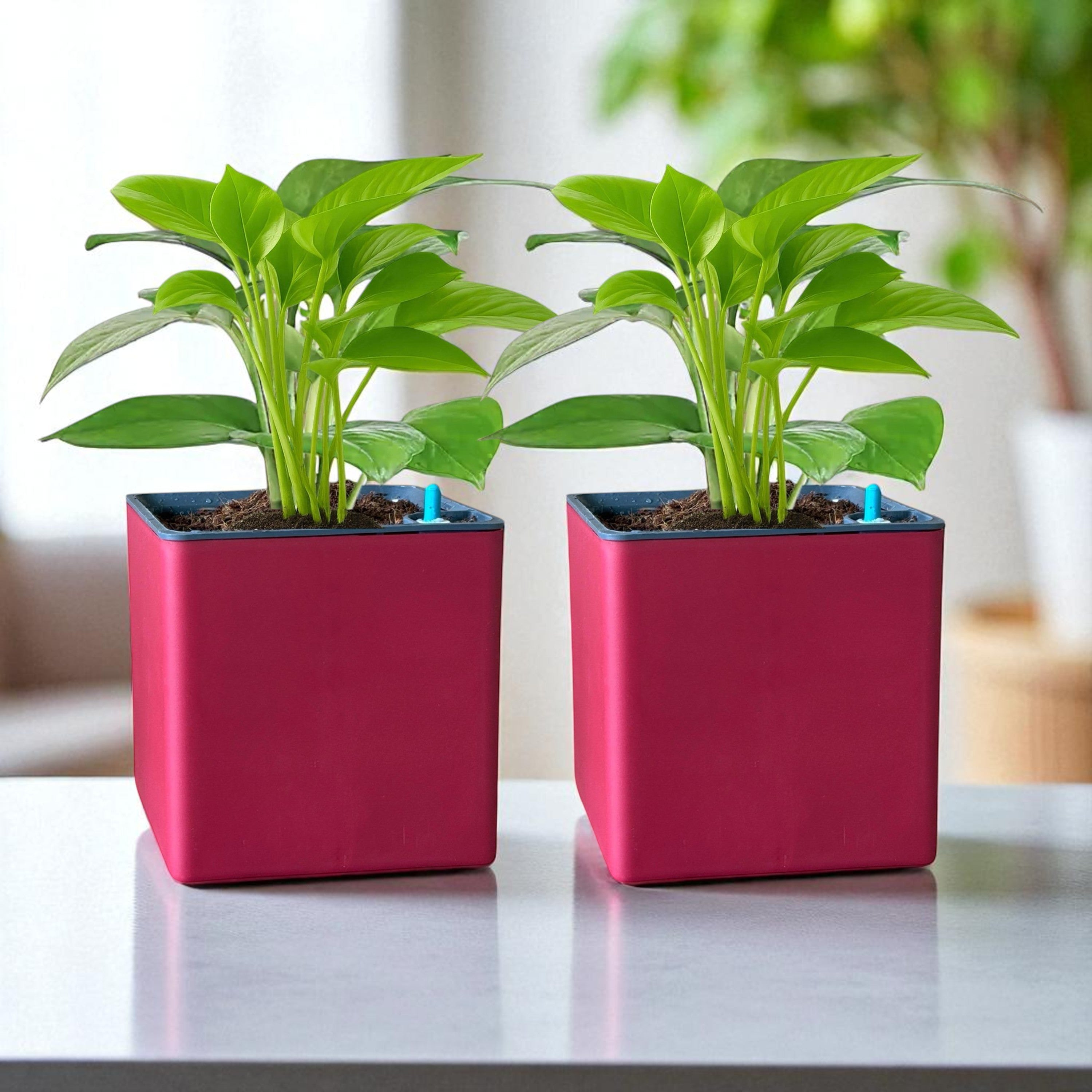 Elegant Maroon Self-Watering Square Planter