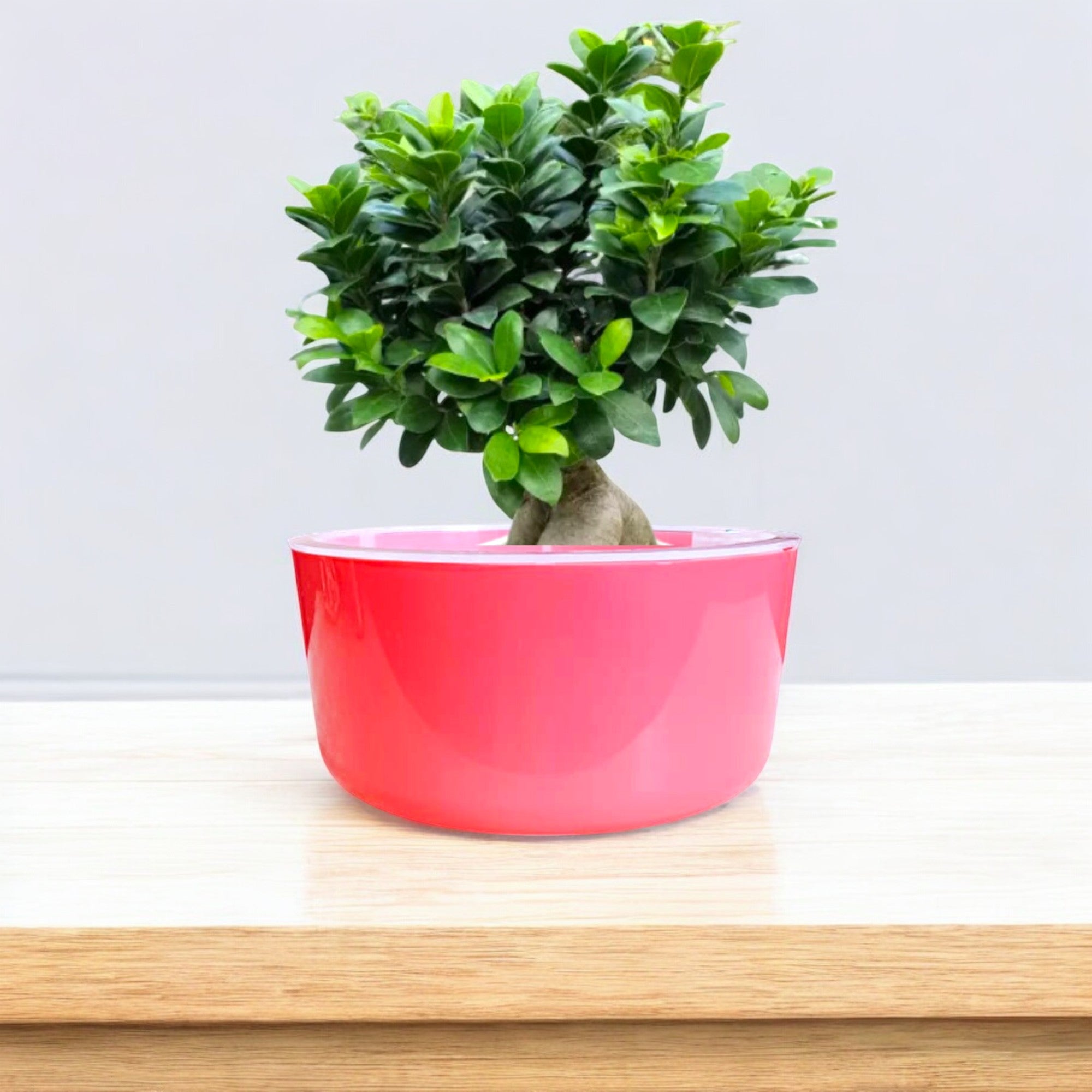 Big Circular Self-Watering Plant Container – Pink