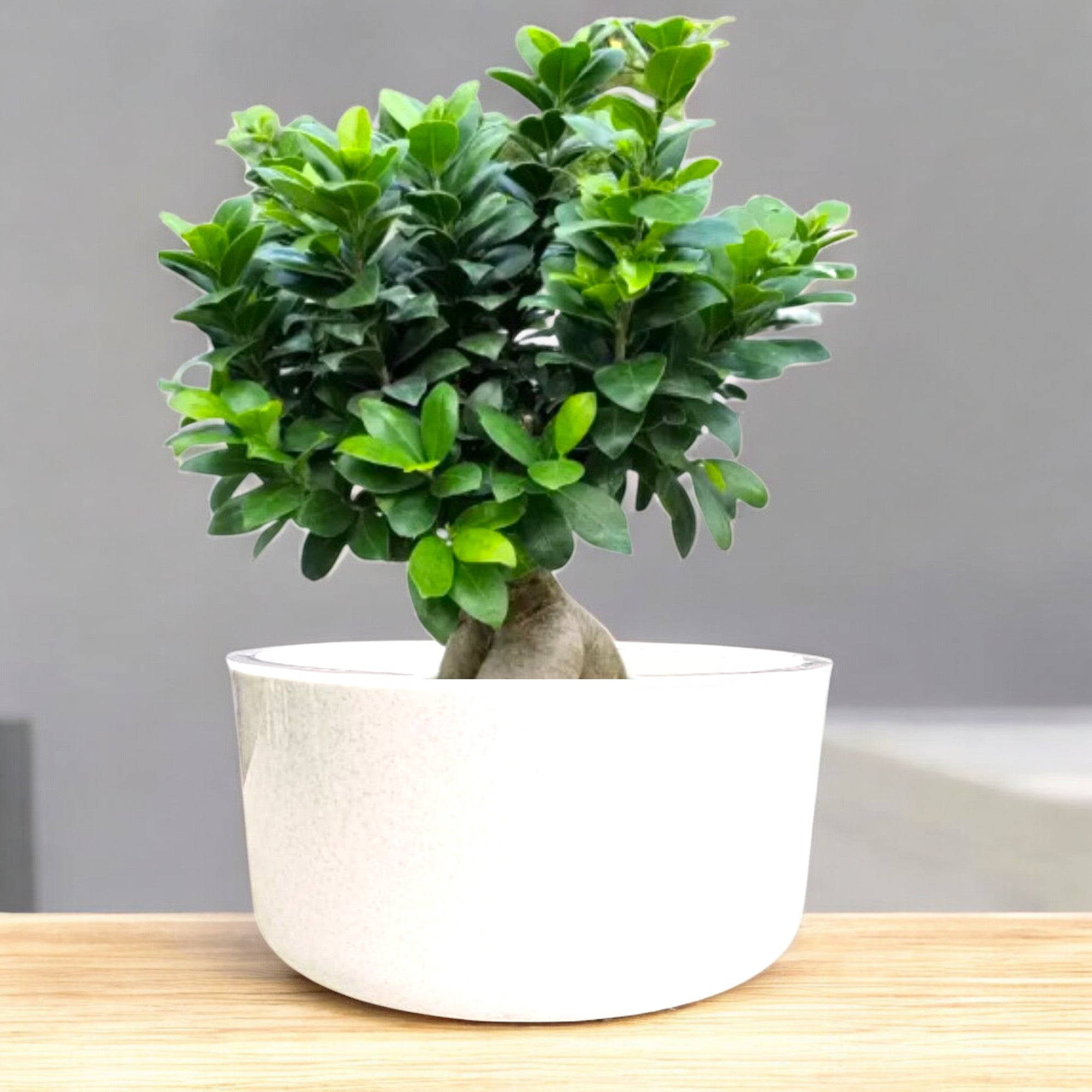 Big Circular Self-Watering Plant Container – White