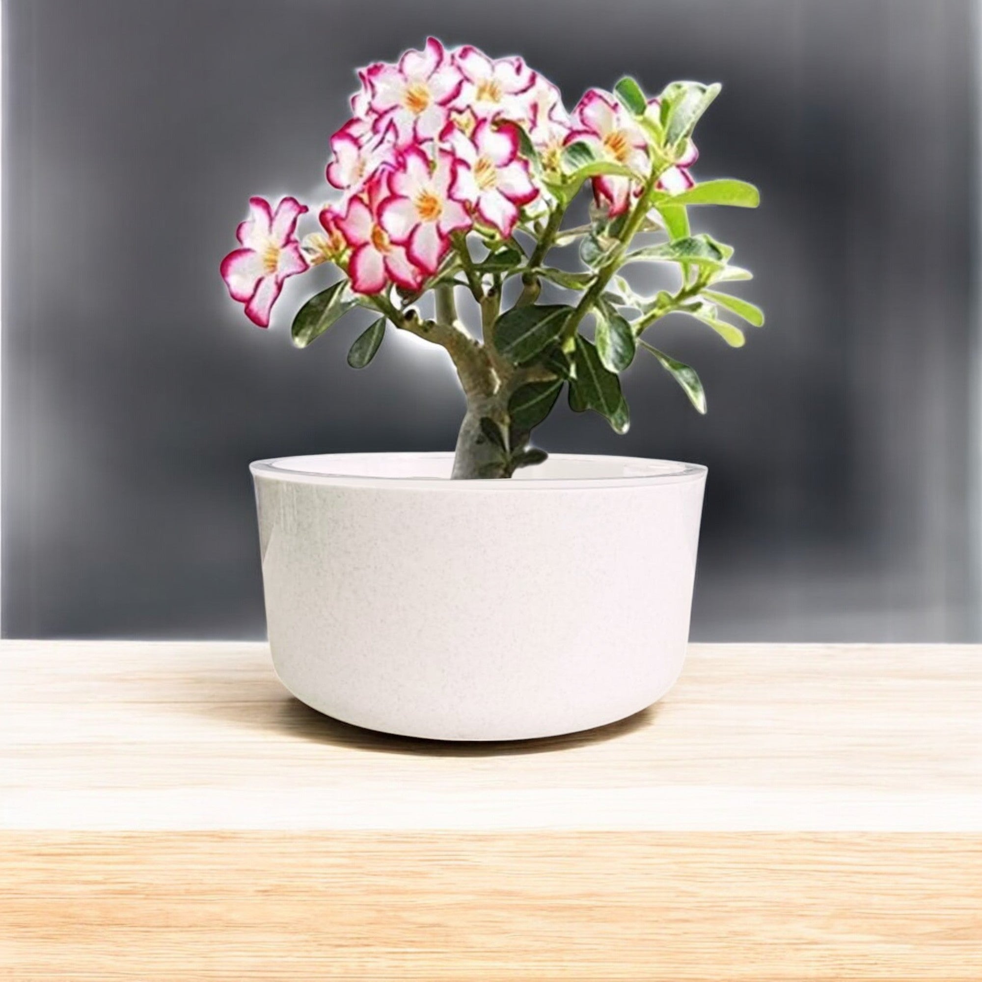 Big Circular Self-Watering Plant Container – White