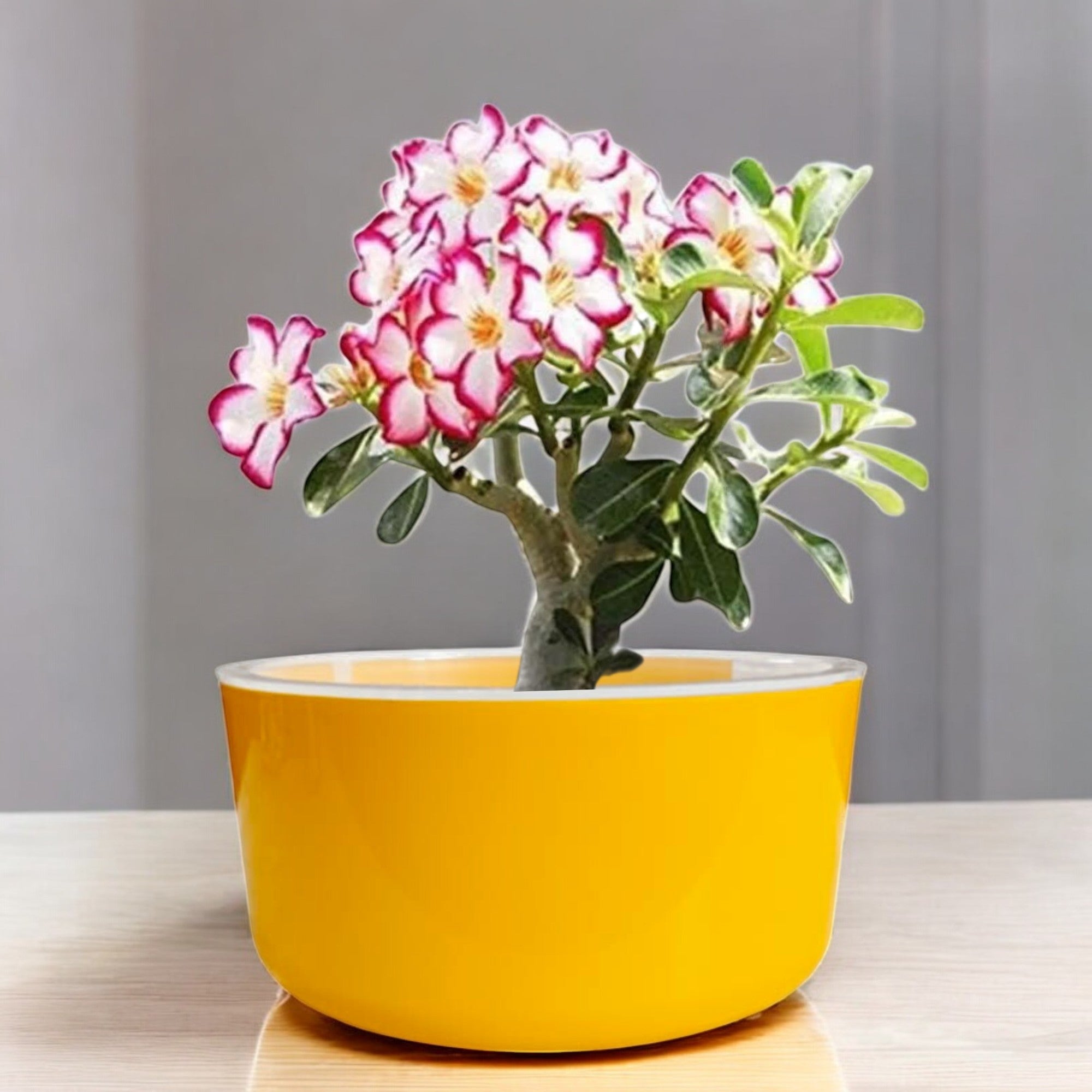 Big Circular Self-Watering Plant Container – Yellow