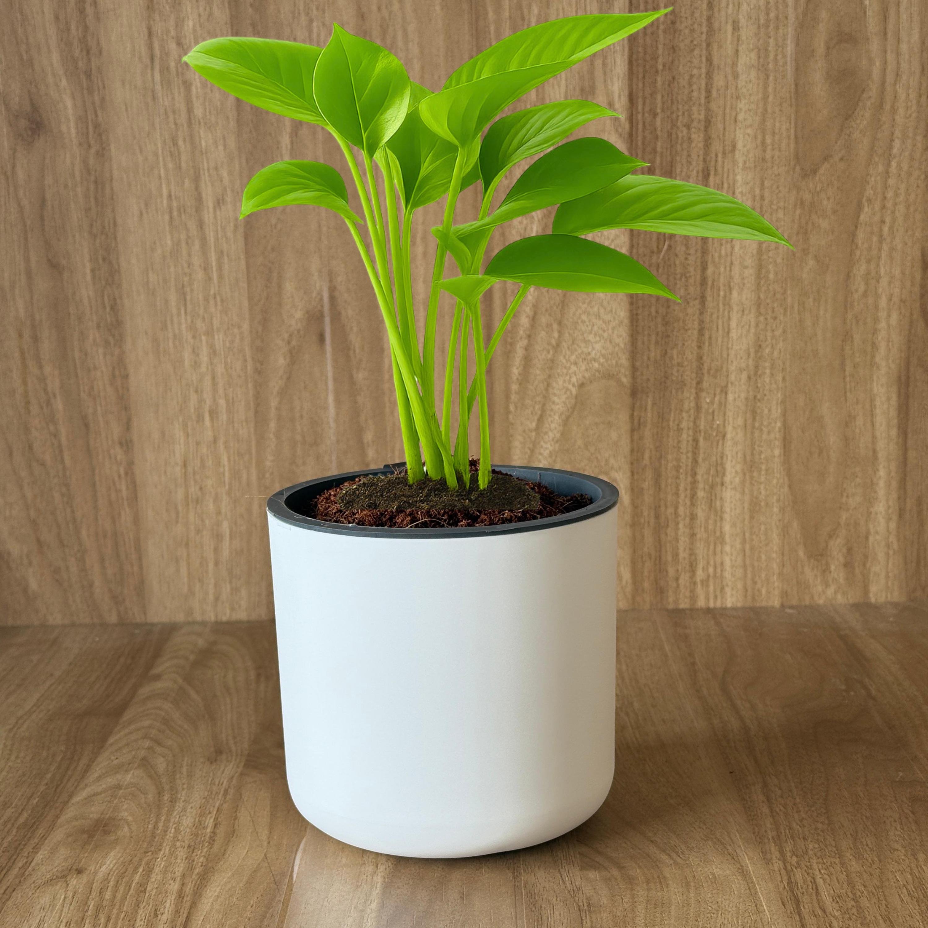 Fathers Day Special Classic White Self-Watering Round Planter