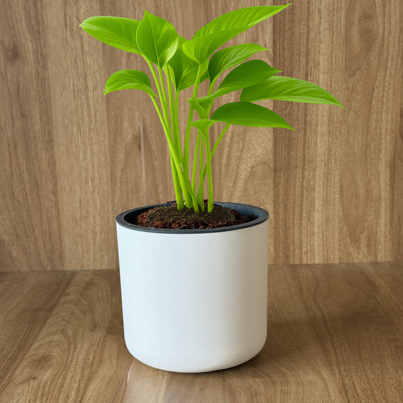 Fathers Day Special Classic White Self-Watering Round Planter