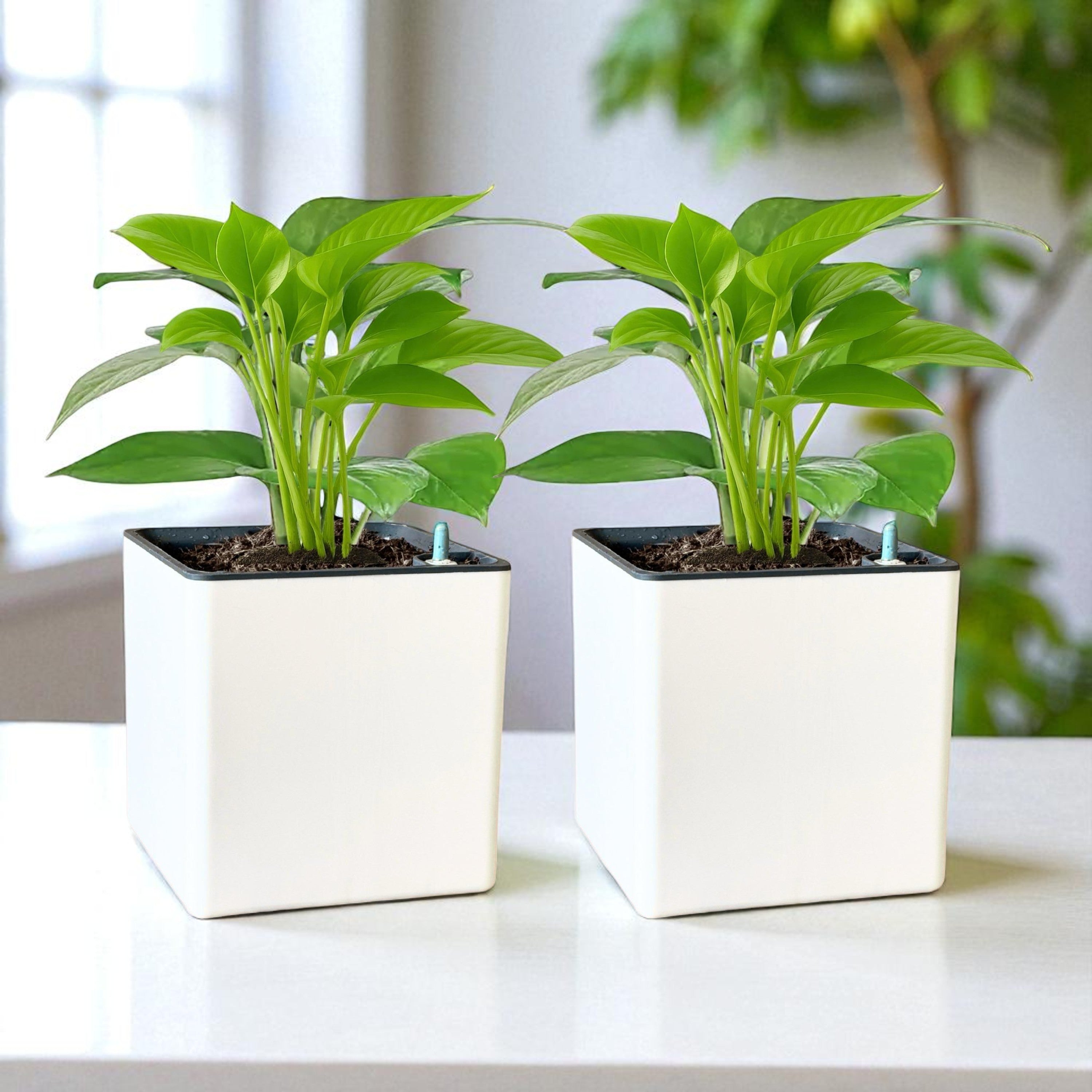 Elegant White Self-Watering Square Planter