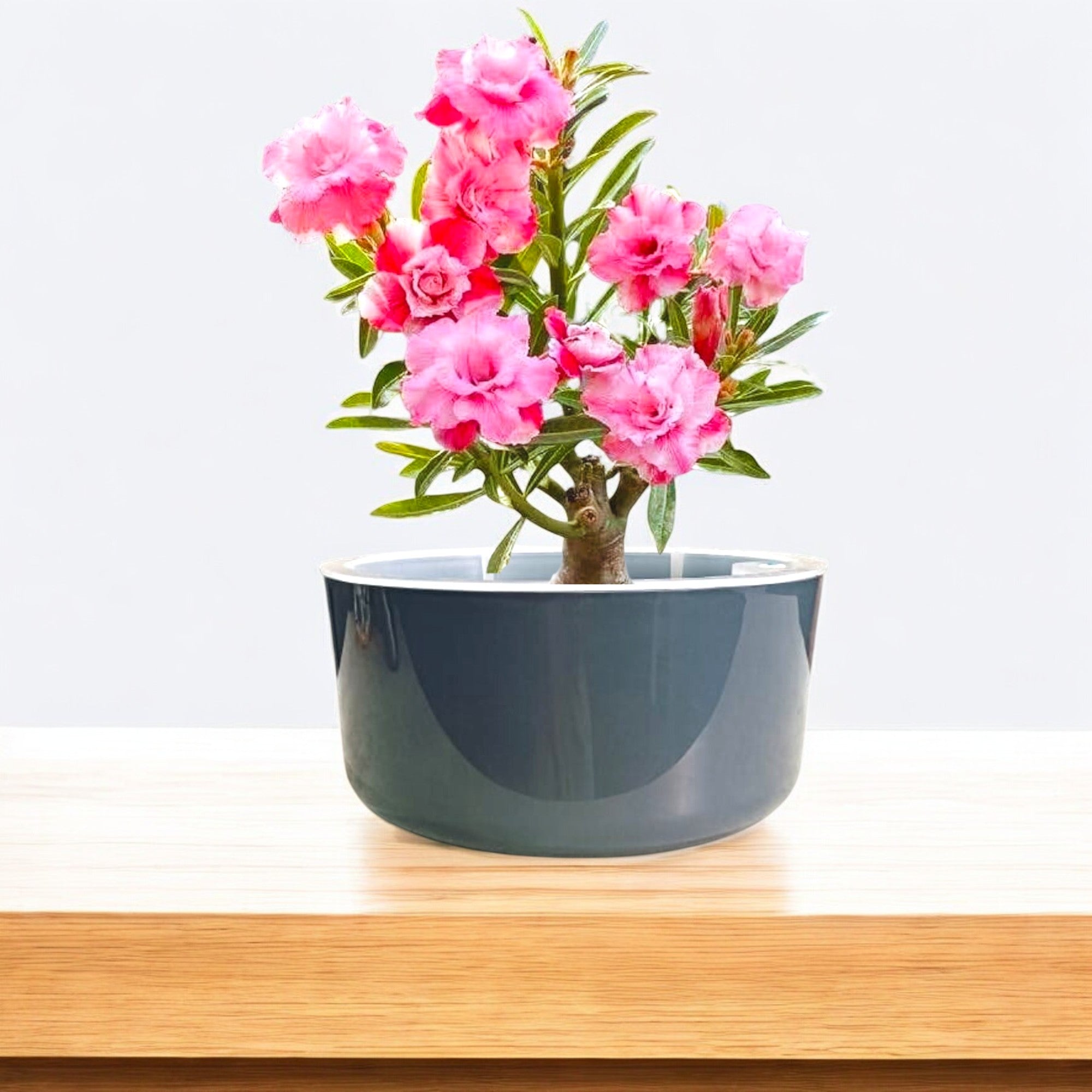 Big Circular Self-Watering Plant Container – Gray