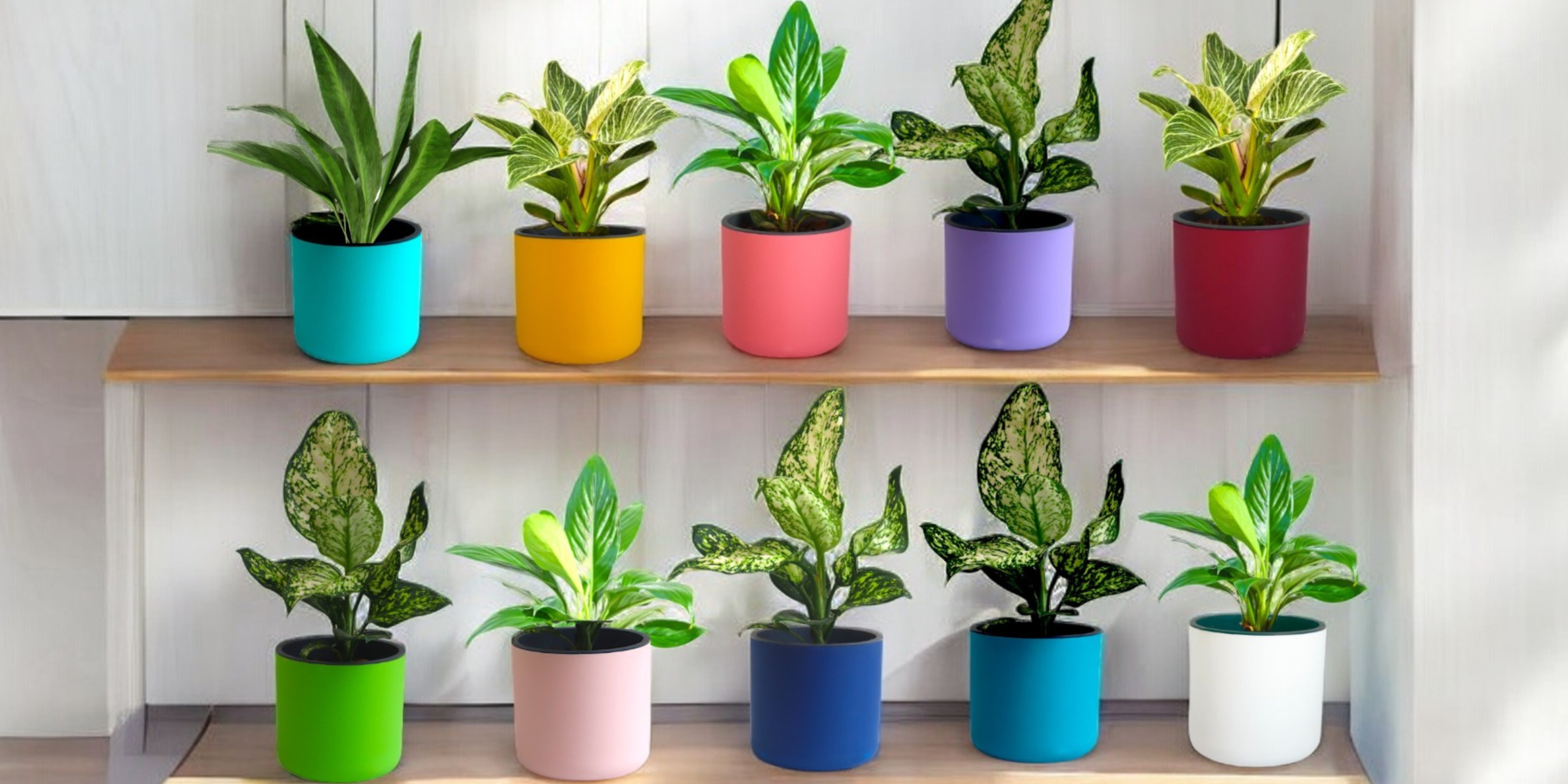 Classic Multi-Color Self-Watering Round Planter - 10 PC