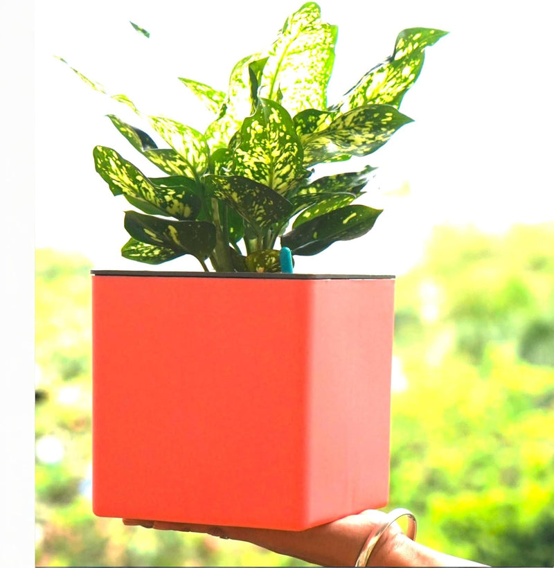 Elegant Multi-Color Self-Watering Square Planter - 7 PC