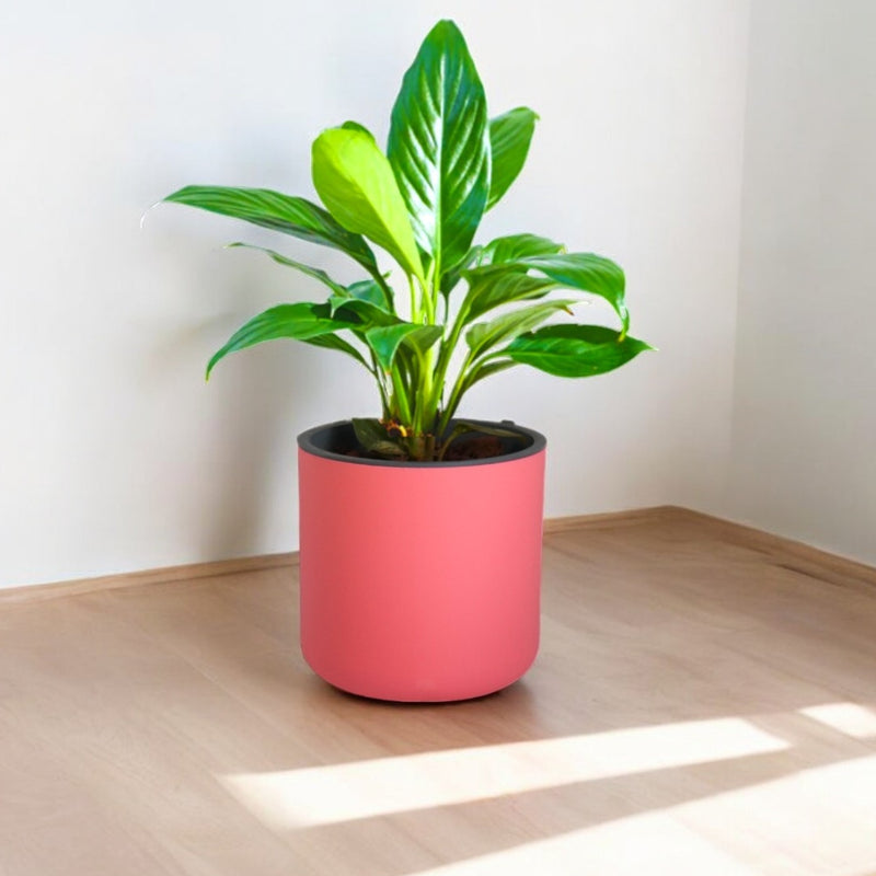 Classic Multi-Color Self-Watering Round Planter - 10 PC