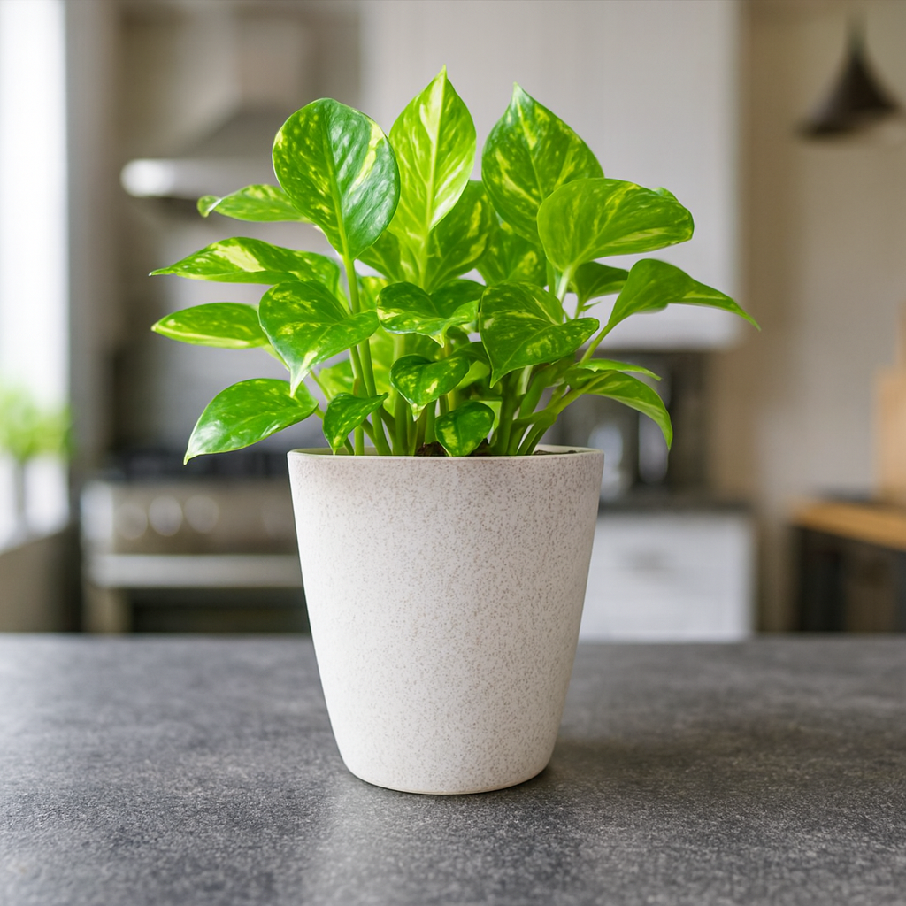 Elegant White Self-Watering Vistara Planter-2PC
