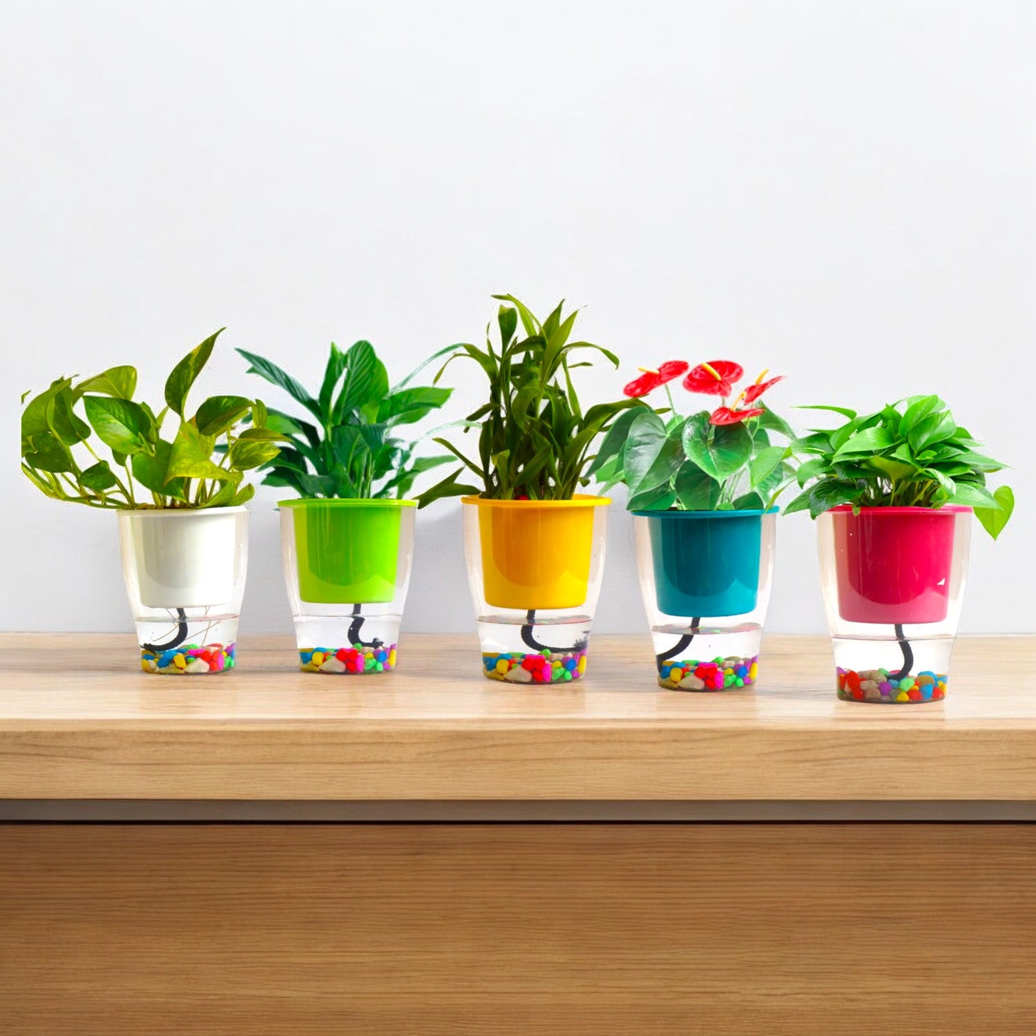 Elegant Multi-Color Self-Watering Clear Planter-5PC