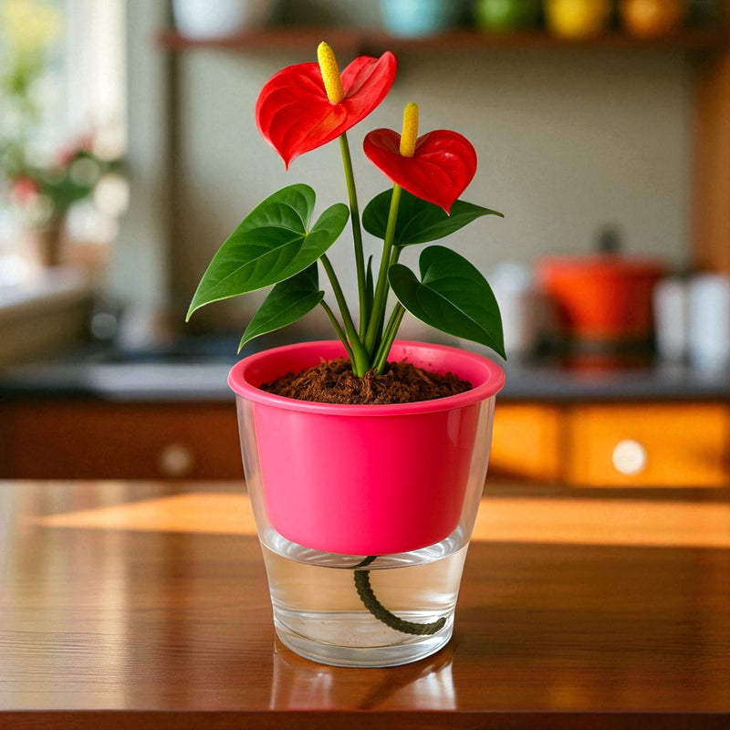 Elegant Pink Self-Watering Clear Planter-2PC