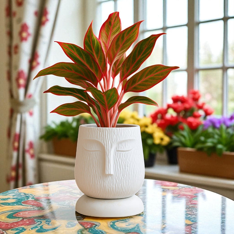 Artistic Self Watering Face Craft White Planter-1PC