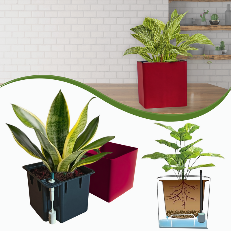 Elegant Maroon Self-Watering Square Planter