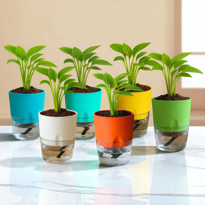Soft Curve Multi-Color Self-Watering Small Planter - 6 PC