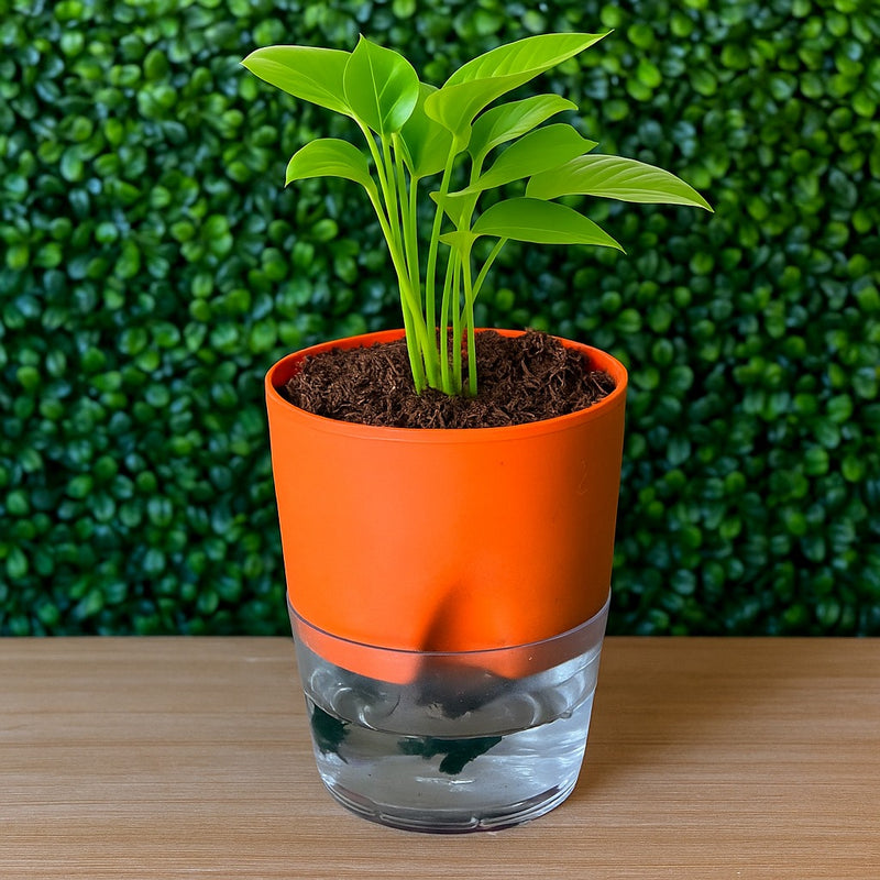 Soft Curve Orange Self-Watering Small Planter - 4PC