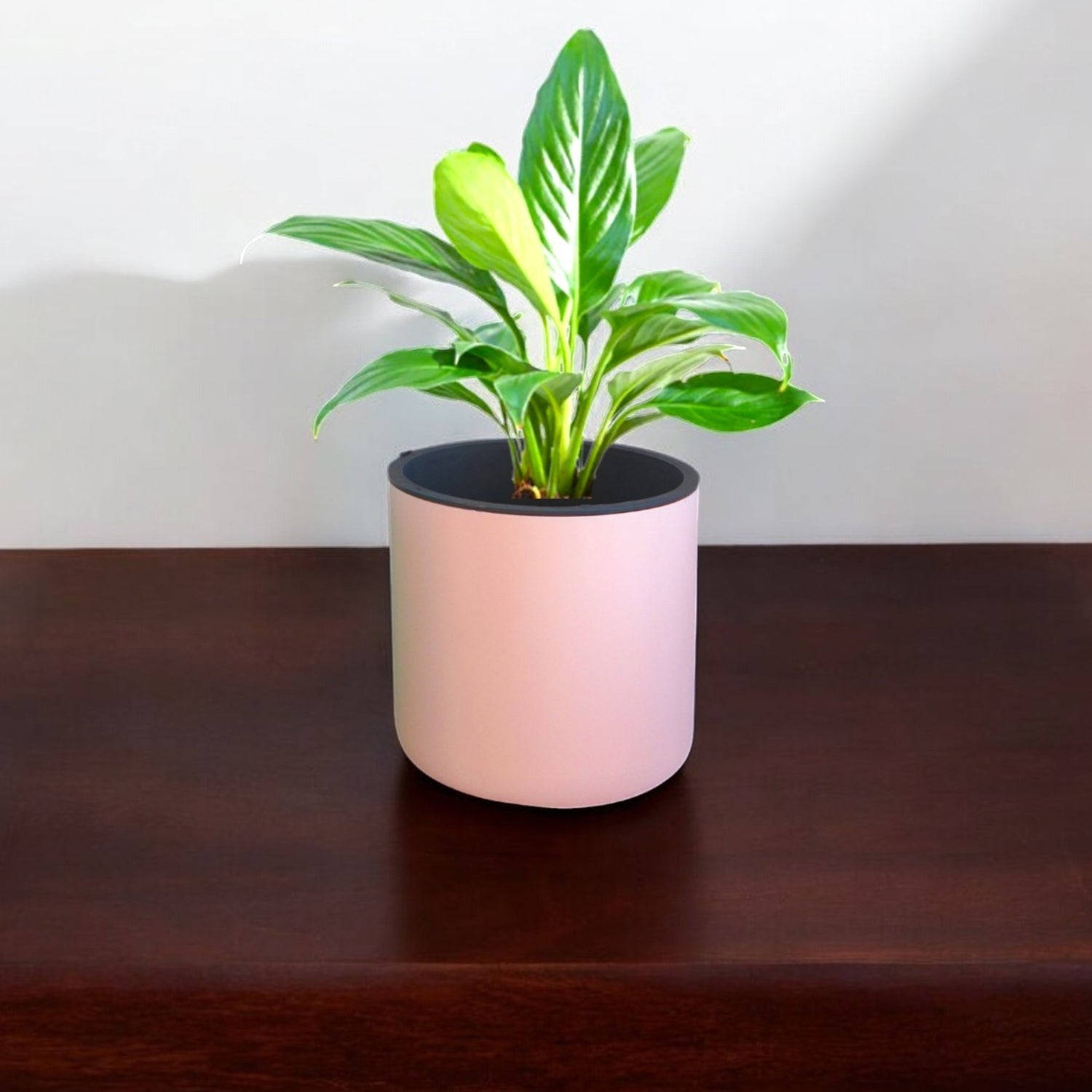 Personalized Round Pot with Money Plant – Eco-Friendly Corporate Gift (Min. 10 Units)
