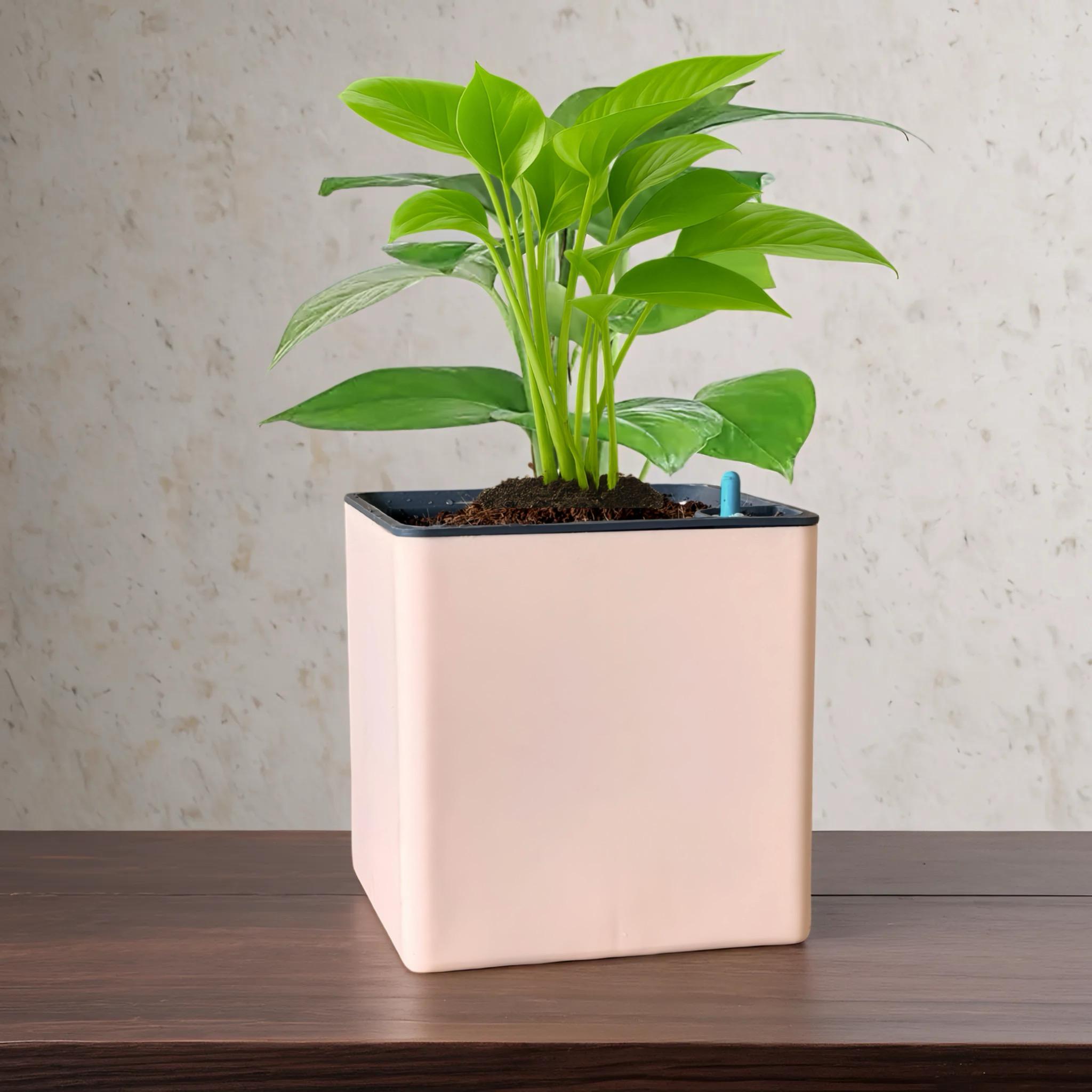 Elegant Peach Self-Watering Square Planter