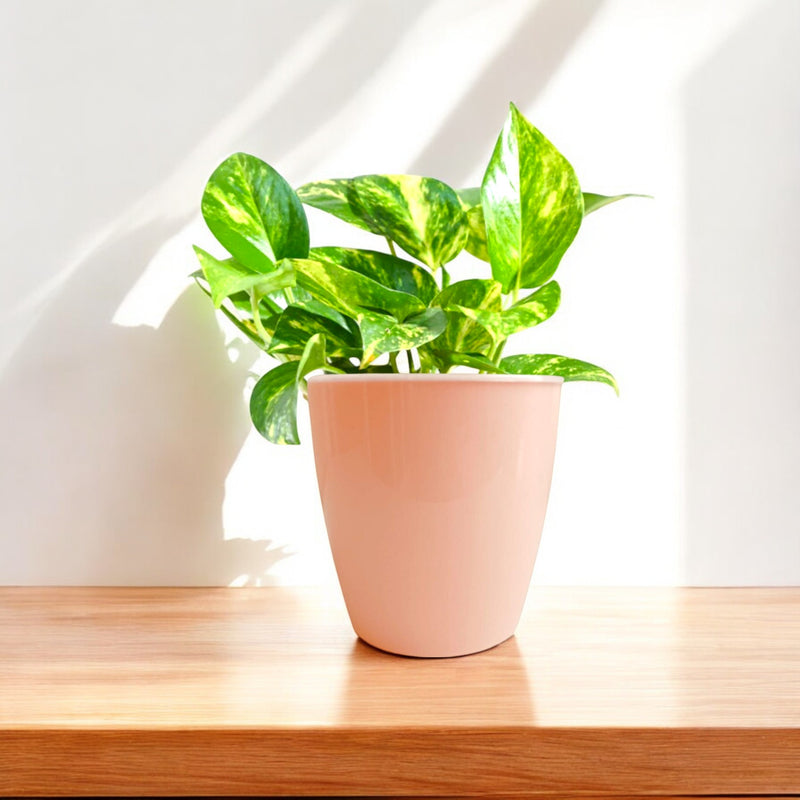 Elegant Multi-Color Self-Watering Vistara Planter-6PC