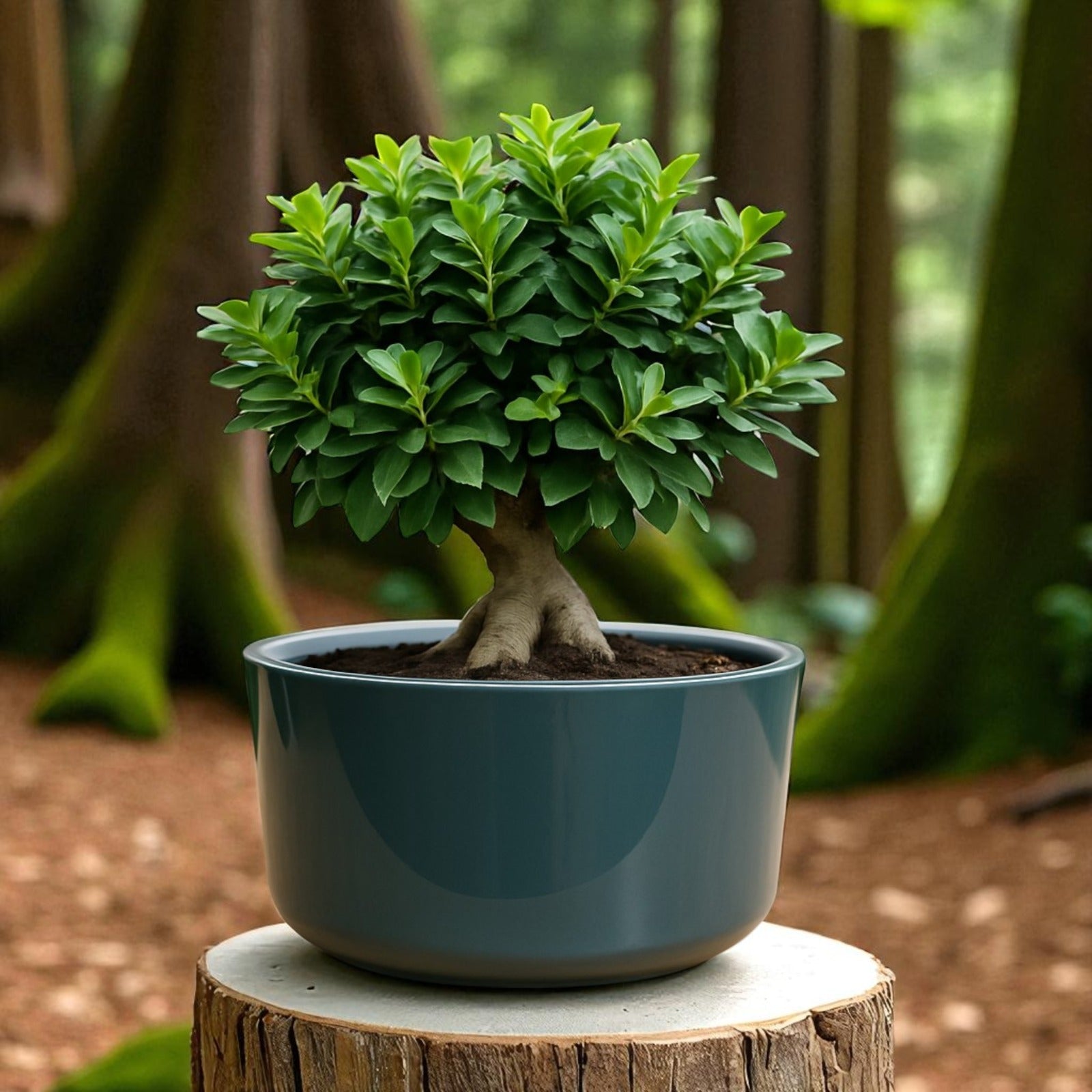 Big Circular Self-Watering Plant Container – Gray