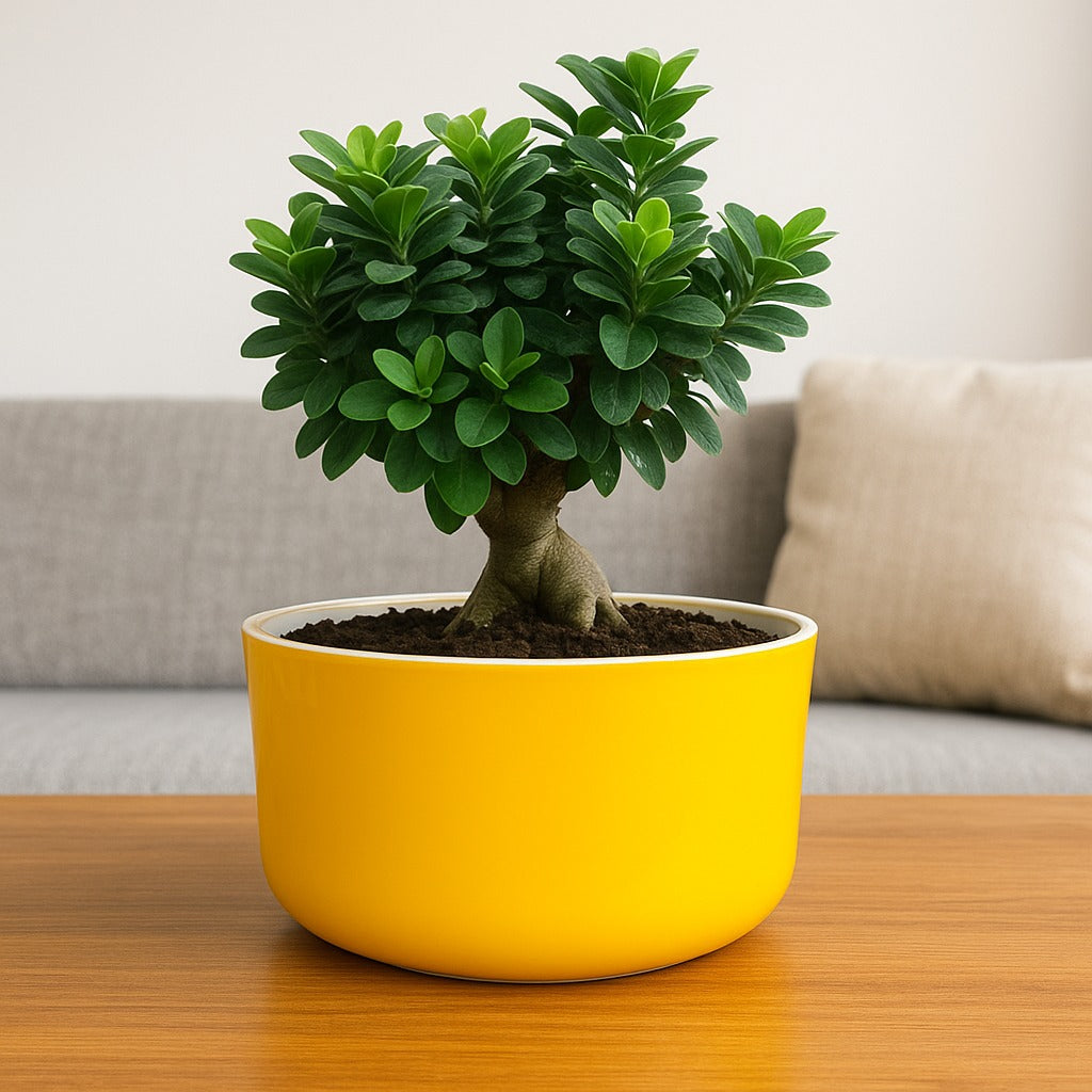 Big Circular Self-Watering Plant Container – Yellow