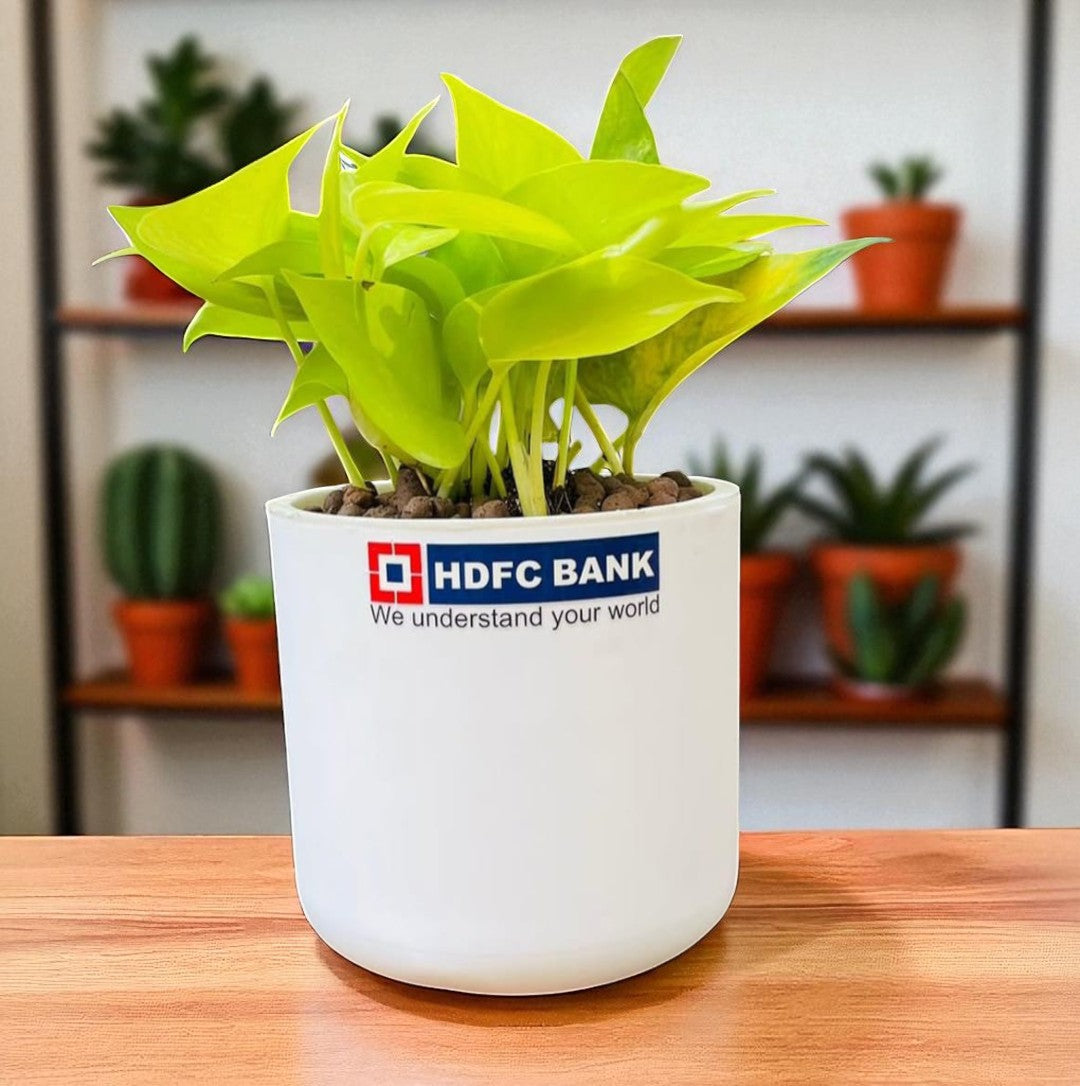 Personalized Round Pot with Money Plant – Eco-Friendly Corporate Gift (Min. 10 Units)
