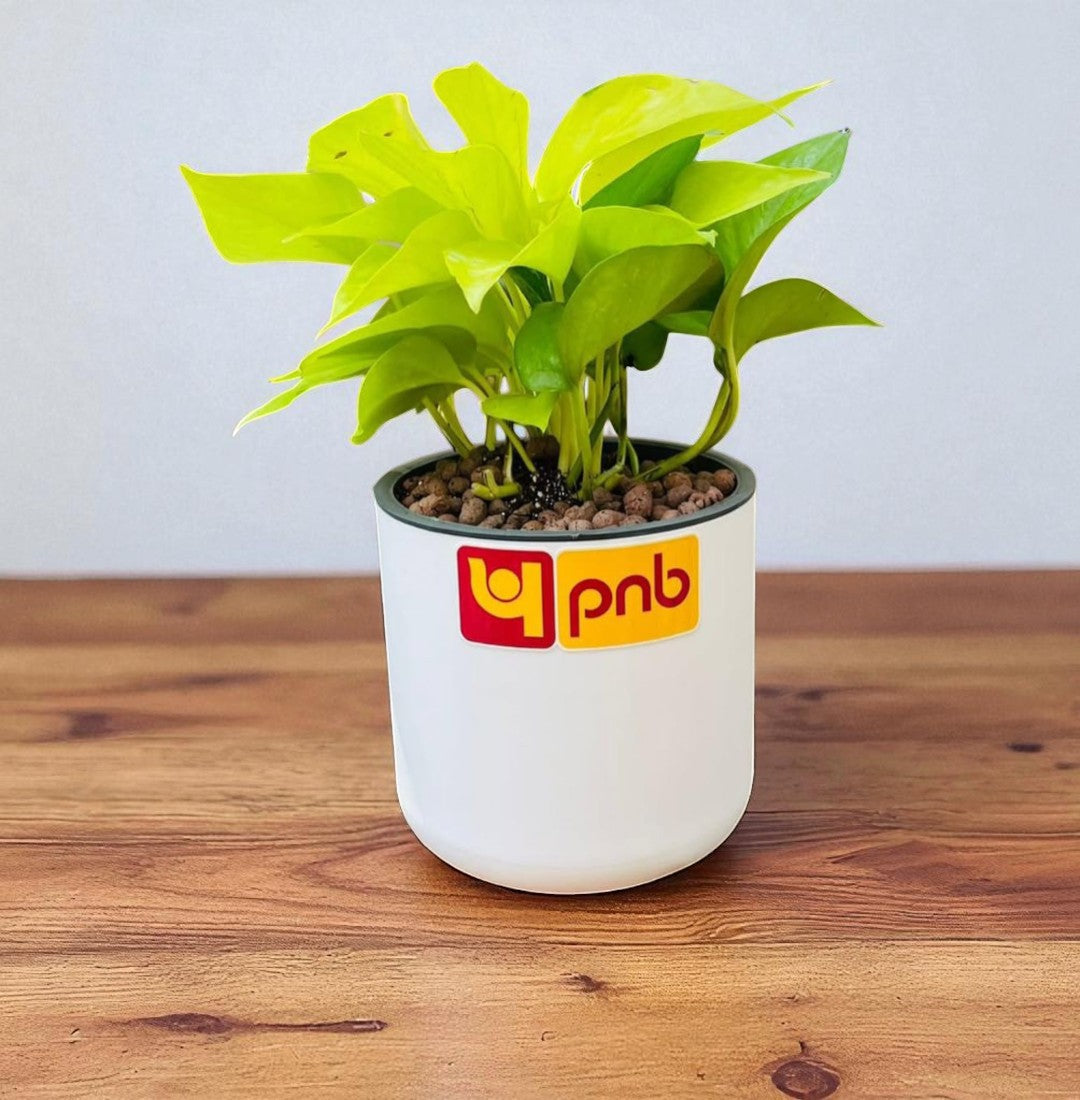 Personalized Round Pot with Money Plant – Eco-Friendly Corporate Gift (Min. 10 Units)