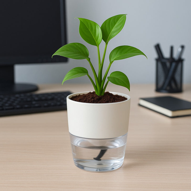 Soft Curve White Self-Watering Small Planter - 4 PC