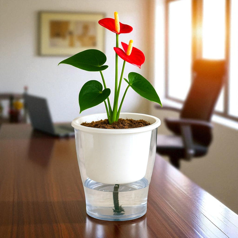 Elegant White Self-Watering Clear Planter-2PC