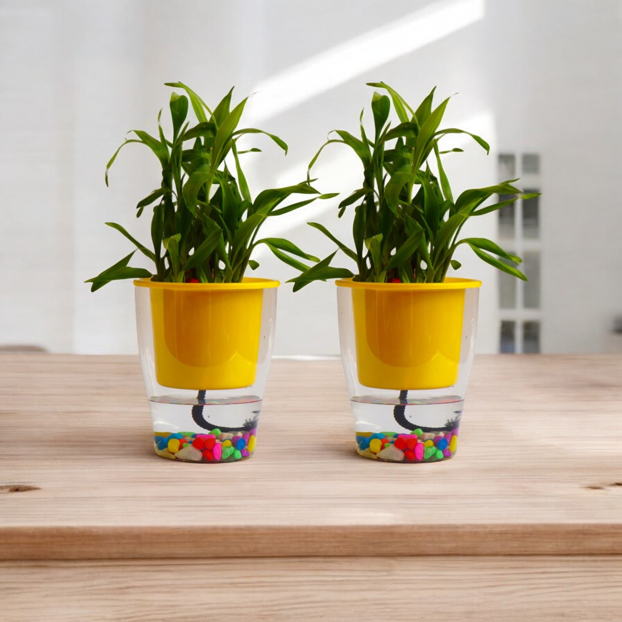 Elegant Yellow Self-Watering Clear Planter-2PC