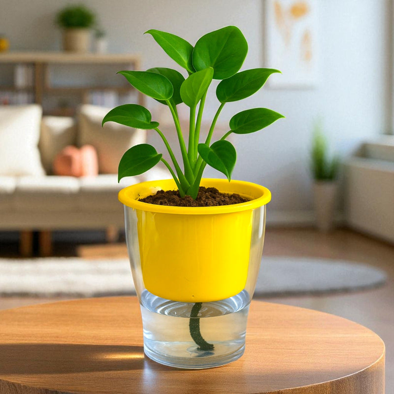 Elegant Yellow Self-Watering Clear Planter-2PC