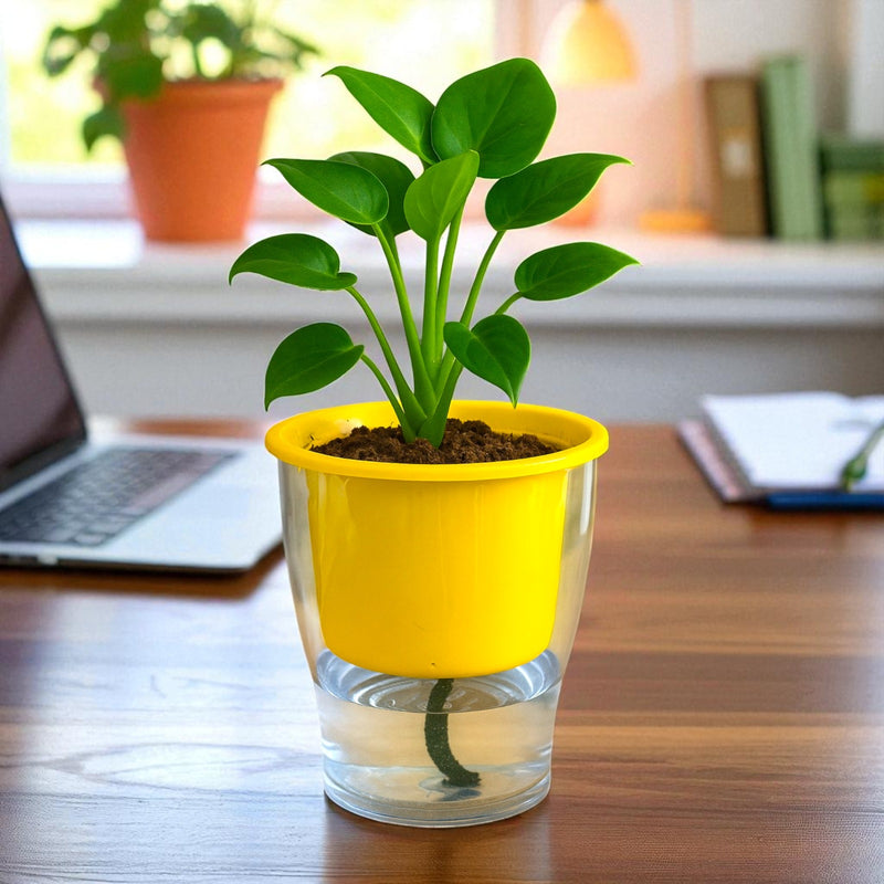 Elegant Multi-Color Self-Watering Clear Planter-5PC