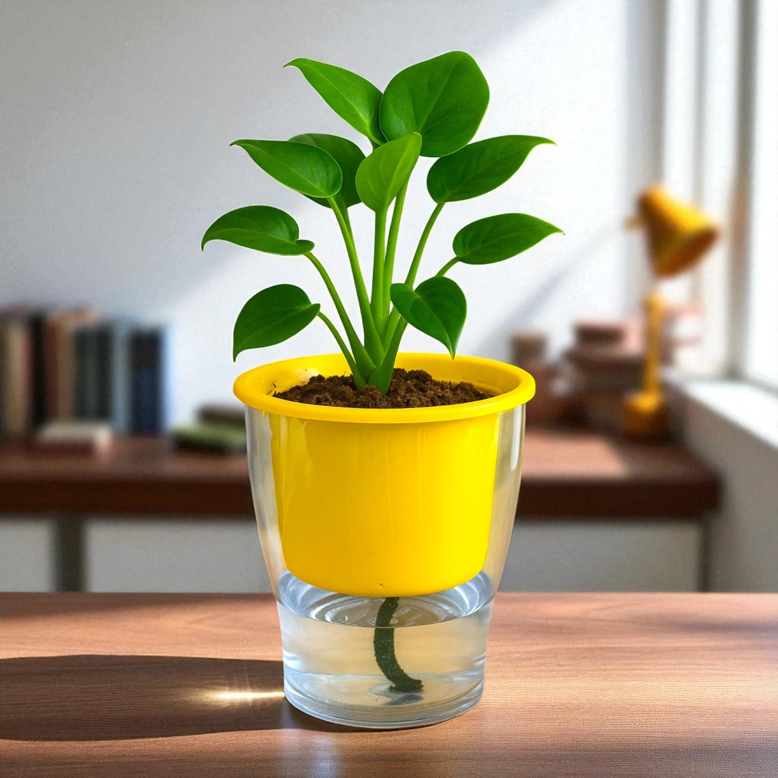 Elegant Yellow Self-Watering Clear Planter-2PC