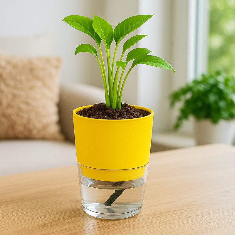 Soft Curve Yellow Self-Watering Small Planter - 4 PC