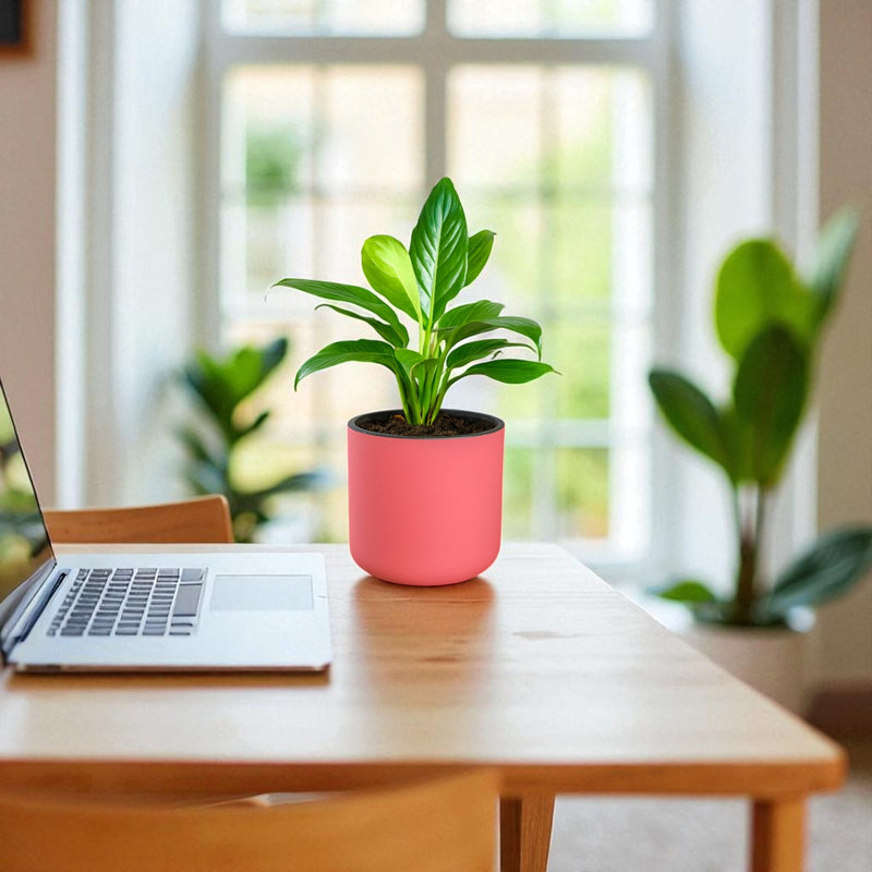 Classic Baby Pink Self-Watering Round Planter