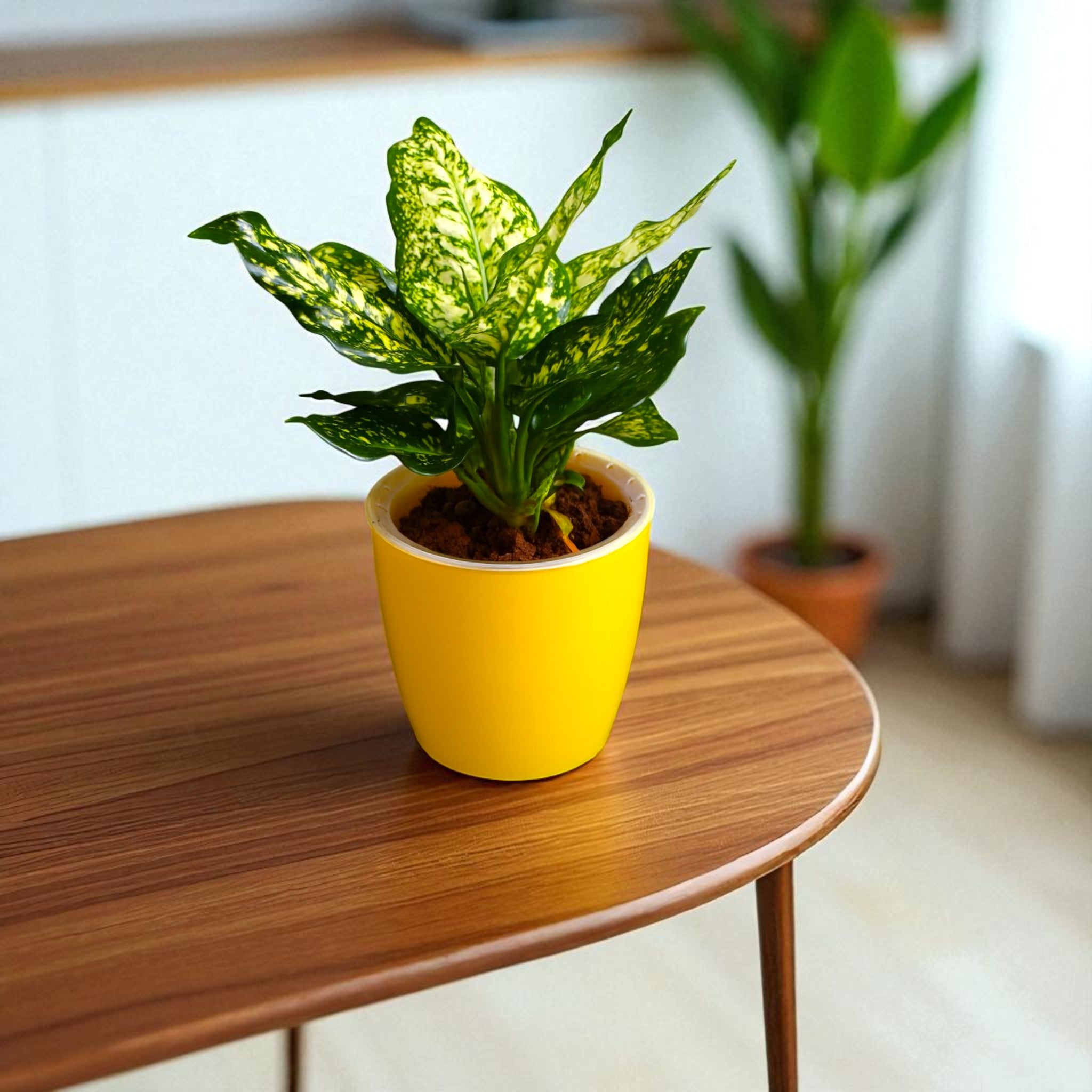 Elegant Yellow Self-Watering Vistara Planter-2PC