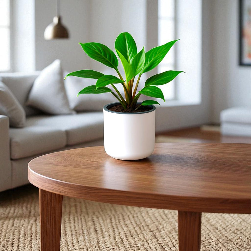 Classic White Self-Watering Round Planter