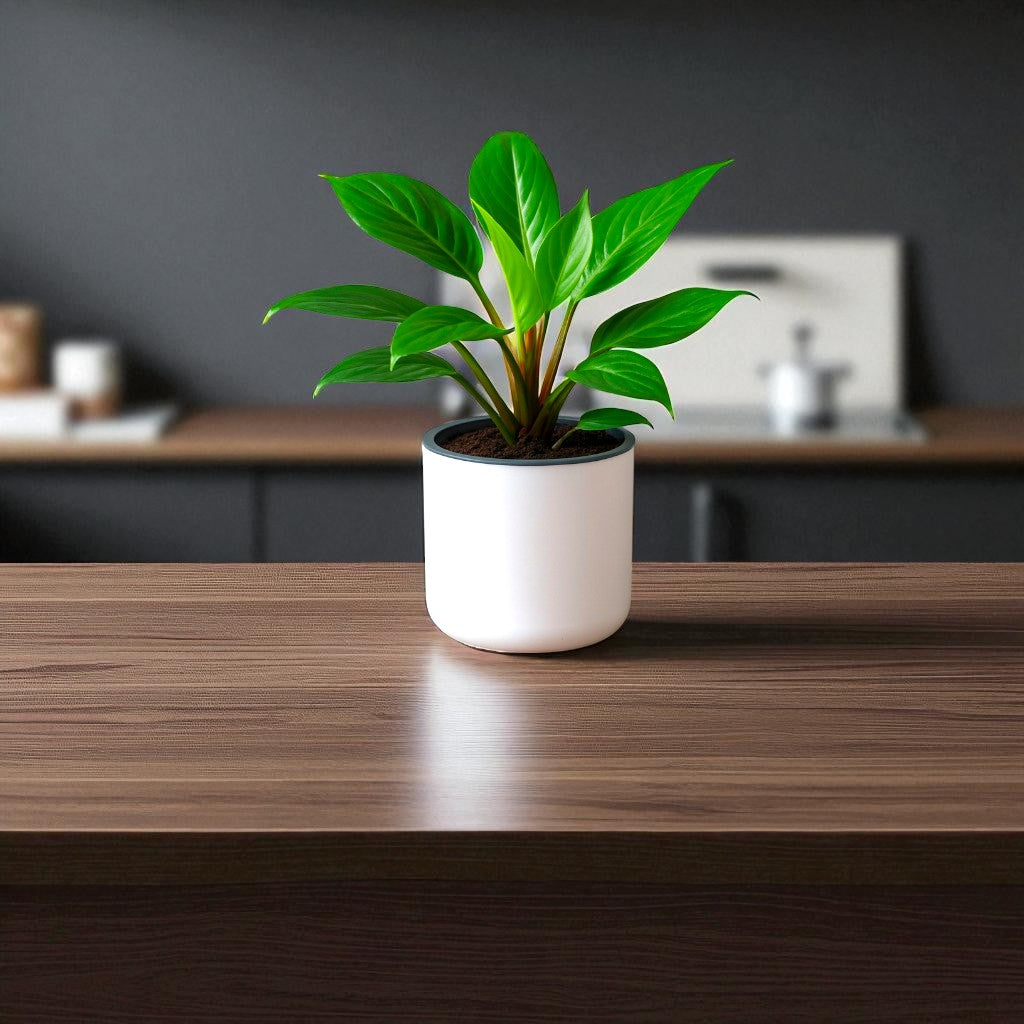 Classic White Self-Watering Round Planter