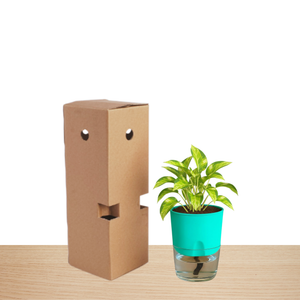 Self Watering Planter with Live Indoor Plant-Peacock Green