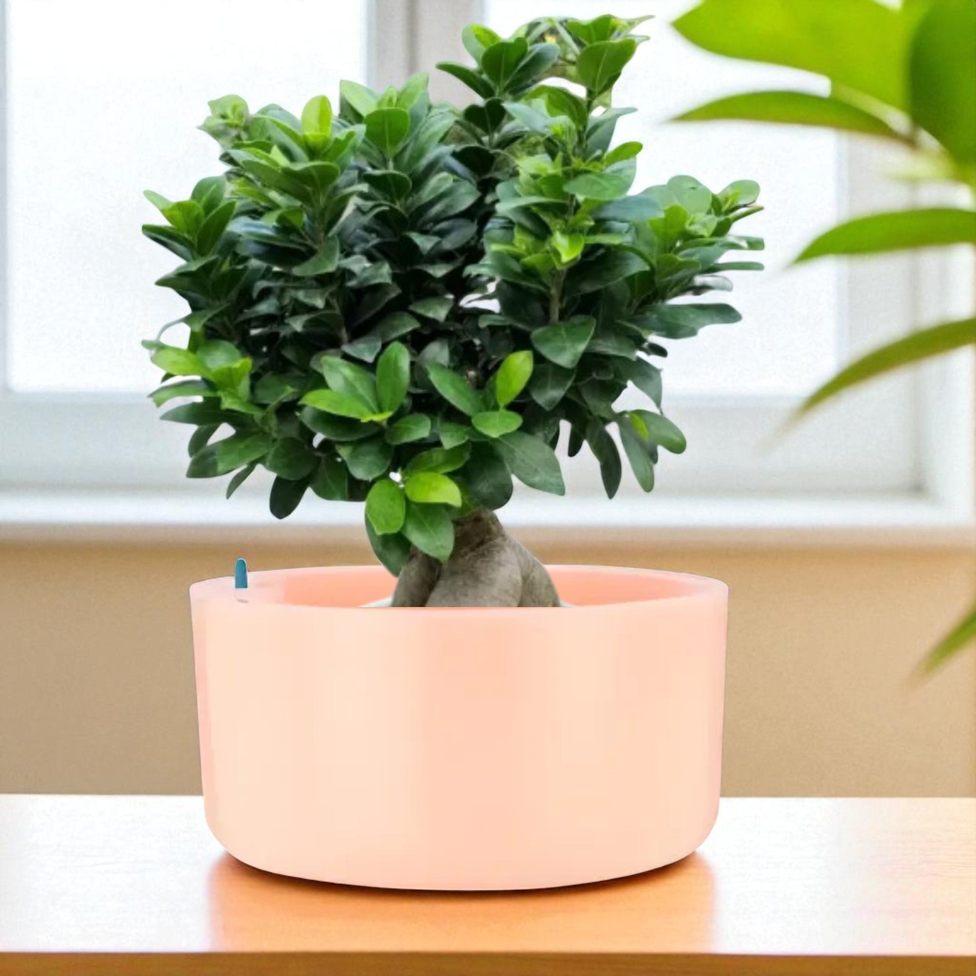 Big Circular Self-Watering Plant Container – Peach
