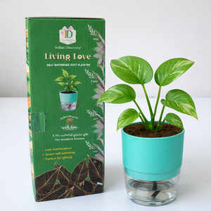 Self Watering Planter with Live Indoor Plant-Peacock Green