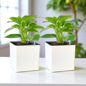 Elegant White Self-Watering Square Planter