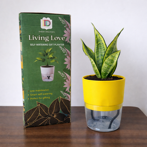 Self Watering Planter with Live Indoor Plant-White