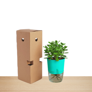 Self Watering Planter with Live Indoor Plant-Peacock Green