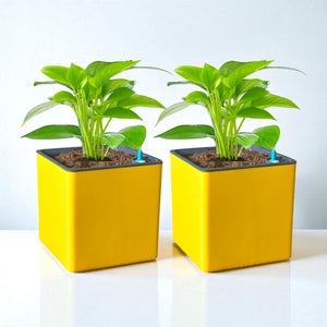 Elegant Yellow Self-Watering Square Planter