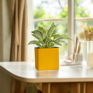 Elegant Yellow Self-Watering Square Planter