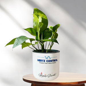 Round White Planter Corporate Gifting