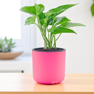 Personalized Round Pot with Money Plant – Eco-Friendly Corporate Gift (Min. 10 Units)