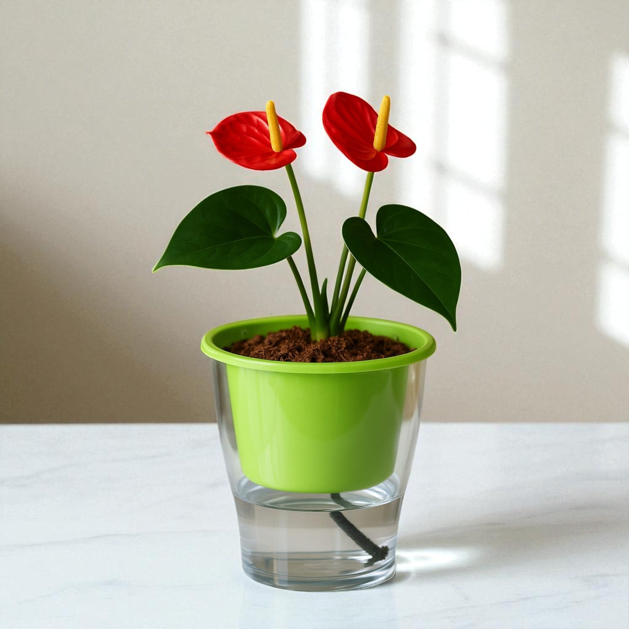 Elegant Parrot Green Self-Watering Clear Planter-2PC