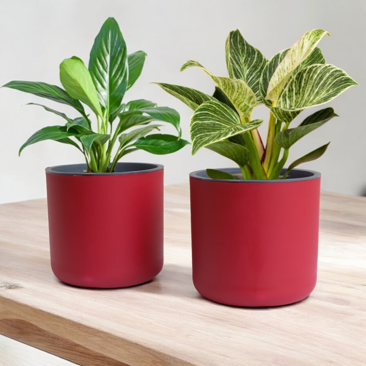 Classic Maroon Self-Watering Round Planter