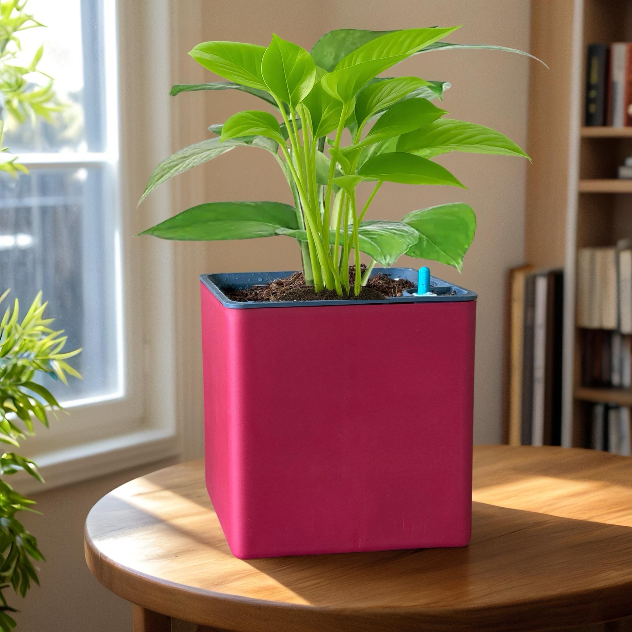 Elegant Maroon Self-Watering Square Planter